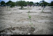 مراسم کاشت 168 اصله نهال به یاد شهدای میناب در کیش