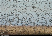 تالاب‌های گیلان میزبان سه گروه پرندگان مهاجر