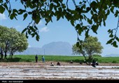نشاء گوجه فرنگی در شهرستان چگنی - لرستان
