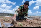 نشاء گوجه فرنگی در شهرستان چگنی - لرستان