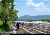 نشاء گوجه فرنگی در شهرستان چگنی - لرستان