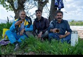نشاء گوجه فرنگی در شهرستان چگنی - لرستان
