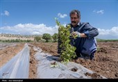 نشاء گوجه فرنگی در شهرستان چگنی - لرستان
