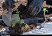نشاء گوجه فرنگی در شهرستان چگنی - لرستان