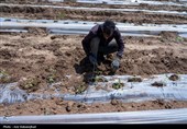 نشاء گوجه فرنگی در شهرستان چگنی - لرستان
