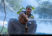 نشاء گوجه فرنگی در شهرستان چگنی - لرستان