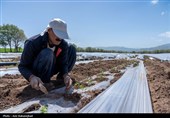 نشاء گوجه فرنگی در شهرستان چگنی - لرستان