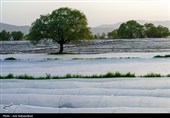 نشاء گوجه فرنگی در شهرستان چگنی - لرستان