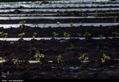 نشاء گوجه فرنگی در شهرستان چگنی - لرستان