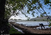 نشاء گوجه فرنگی در شهرستان چگنی - لرستان