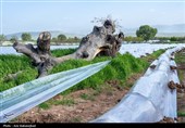 نشاء گوجه فرنگی در شهرستان چگنی - لرستان