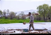 نشاء گوجه فرنگی در شهرستان چگنی - لرستان