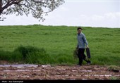 نشاء گوجه فرنگی در شهرستان چگنی - لرستان
