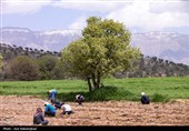 نشاء گوجه فرنگی در شهرستان چگنی - لرستان