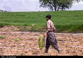 نشاء گوجه فرنگی در شهرستان چگنی - لرستان