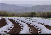 نشاء گوجه فرنگی در شهرستان چگنی - لرستان
