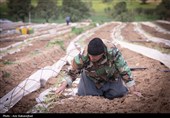 نشاء گوجه فرنگی در شهرستان چگنی - لرستان