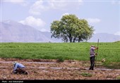 نشاء گوجه فرنگی در شهرستان چگنی - لرستان