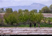نشاء گوجه فرنگی در شهرستان چگنی - لرستان