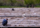 نشاء گوجه فرنگی در شهرستان چگنی - لرستان