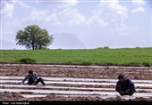 نشاء گوجه فرنگی در شهرستان چگنی - لرستان