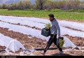 نشاء گوجه فرنگی در شهرستان چگنی - لرستان