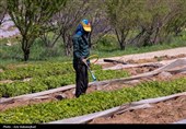 نشاء گوجه فرنگی در شهرستان چگنی - لرستان