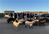پیشگامی عشایر زیرکوه در حمایت از دفاع مقدس با اهدای 60 رأس گوسفند