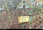 کاشت نهال به یاد رهبر شهید انقلاب در کردستان