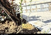کاشت نهال به یاد رهبر شهید انقلاب در کردستان