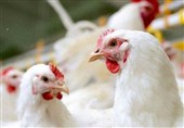 رکورد 57 میلیون جوجه‌ریزی در کردستان؛ رشد 6 درصدی تولید طیور
