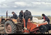 کشت سیب زمینی در اردبیل وتلاش کشاورزان برای رونق تولید