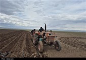 پیگیری ویژه برای تامین سوخت کشاورزان گلستانی/بخشی ازپول گندم پرداحت شد