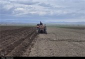 کشت سیب زمینی در اردبیل وتلاش کشاورزان برای رونق تولید