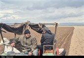 کشت سیب زمینی در اردبیل وتلاش کشاورزان برای رونق تولید