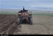 کشت سیب زمینی در اردبیل وتلاش کشاورزان برای رونق تولید