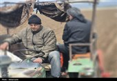 کشت سیب زمینی در اردبیل وتلاش کشاورزان برای رونق تولید