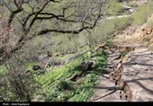رانش زمین در روستای «لشکان» اشکور گیلان
