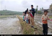 آئین کشت مکانیزه برنج کشور