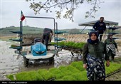 آئین کشت مکانیزه برنج کشور