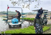 آئین کشت مکانیزه برنج کشور
