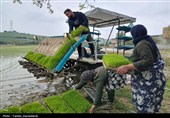 آئین کشت مکانیزه برنج کشور