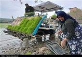 آئین کشت مکانیزه برنج کشور