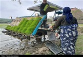 آئین کشت مکانیزه برنج کشور