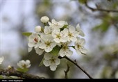 شکوفه‌های بهاری درختان گلابی - گیلان