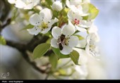 شکوفه‌های بهاری درختان گلابی - گیلان
