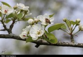 شکوفه‌های بهاری درختان گلابی - گیلان