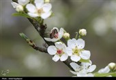 شکوفه‌های بهاری درختان گلابی - گیلان