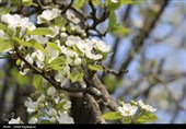 شکوفه‌های بهاری درختان گلابی - گیلان