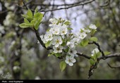 شکوفه‌های بهاری درختان گلابی - گیلان